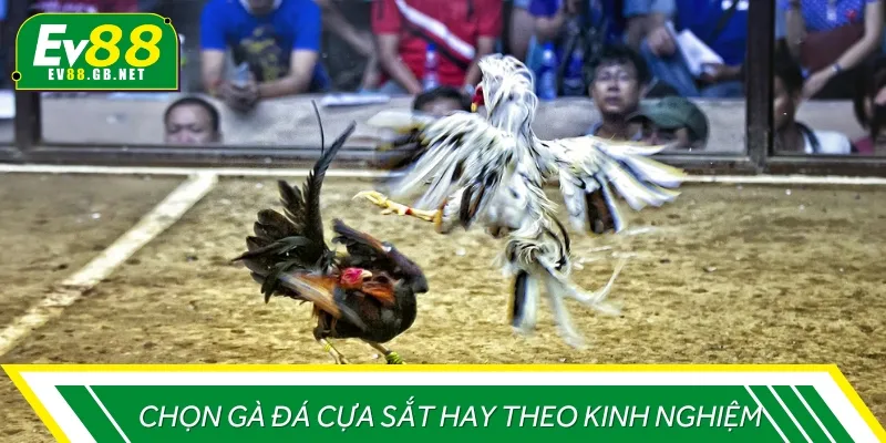 Một vài mẹo hay để chọn gà theo kinh nghiệm các sư kê