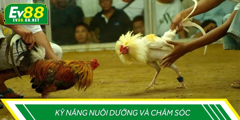 Kỹ năng nuôi dưỡng và chăm sóc gà đá cựa sắt cần biết