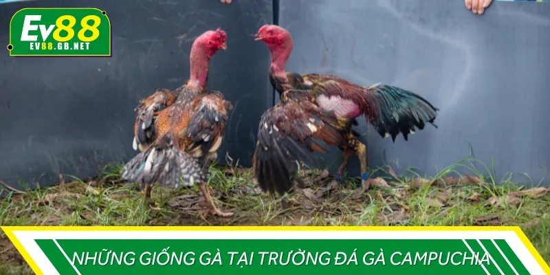 Các giống gà phổ biến tại những trường gà Campuchia