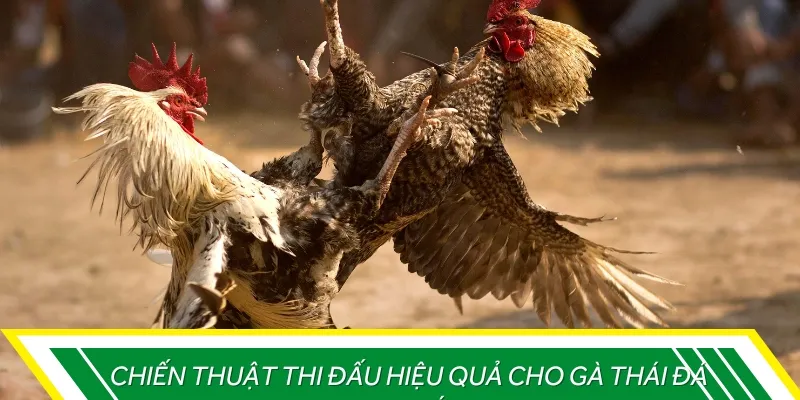 Các chiến thuật thi đấu có thể áp dụng hiệu quả với gà đá cựa sắt giống Thái
