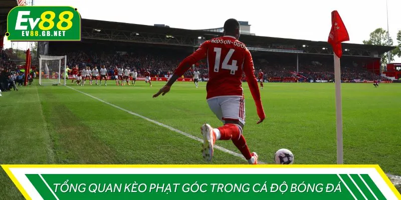 Tổng quan kèo phạt góc trong cá độ bóng đá